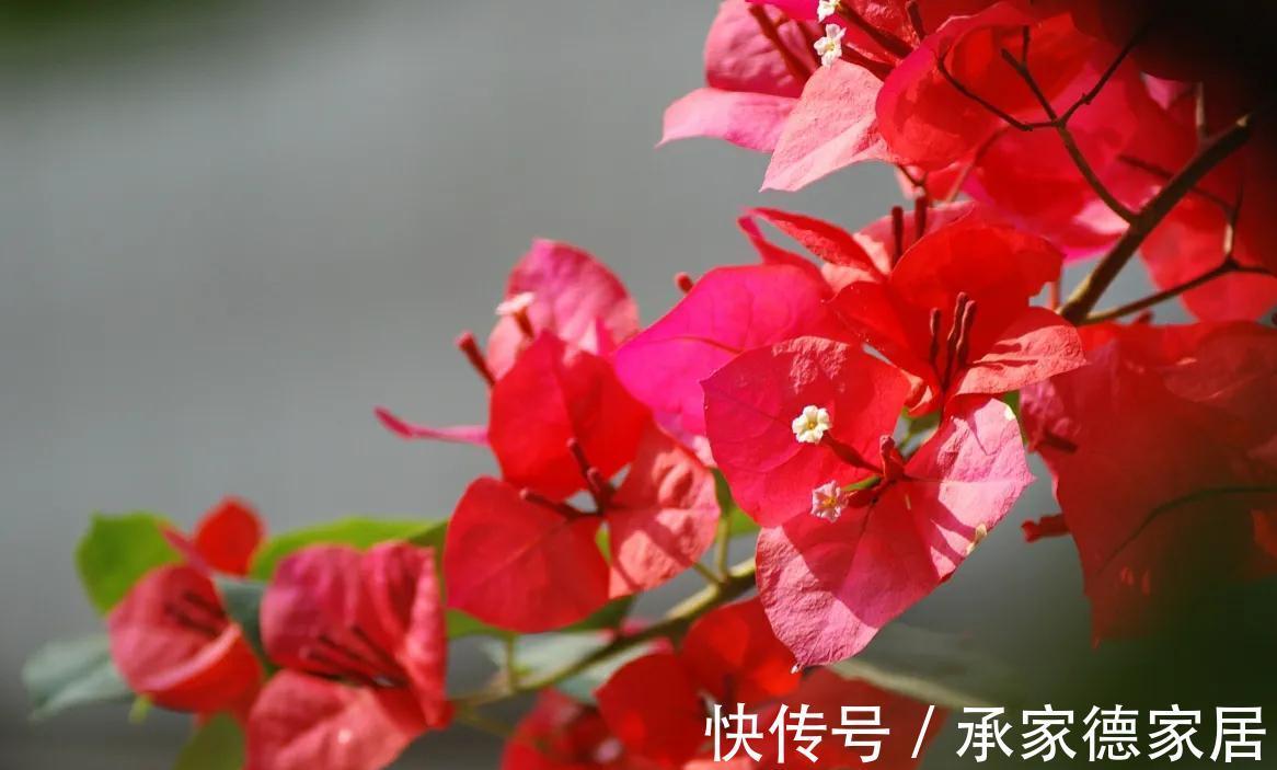 秋季|秋天最美花有哪些?给你推荐10种,看和你想的一样不?