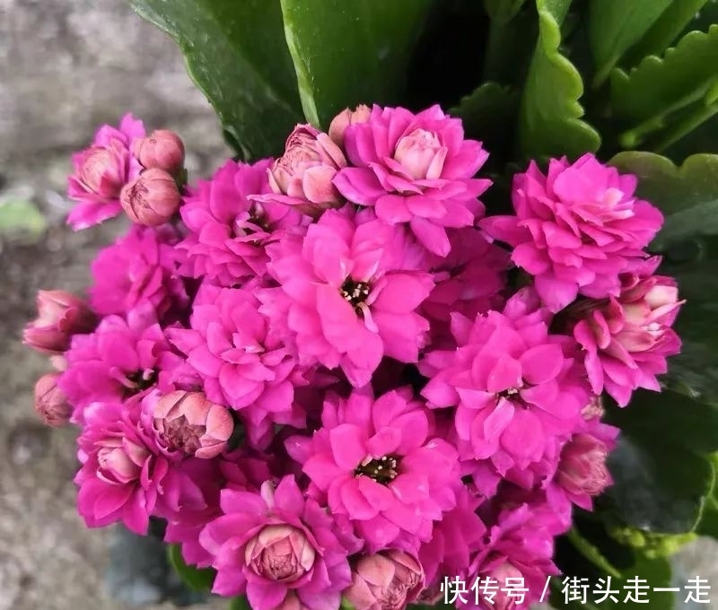 45种长寿花,个个都美爆了,你家养了多少种?