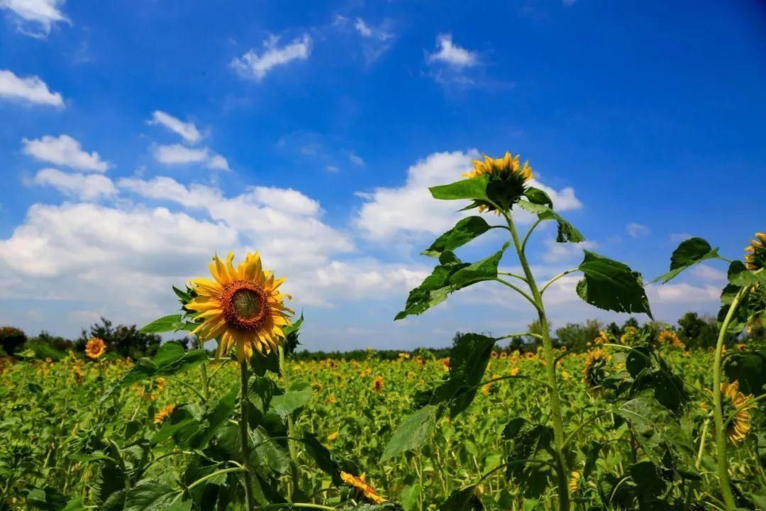 格桑花开了，让我们在临沭蛟龙航空主题公园里遇见幸福