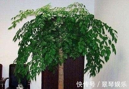 大户人家|4种花,大户人家养的多,个个四季常青寓意好