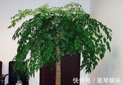 大户人家|4种花，大户人家养的多，个个四季常青寓意好