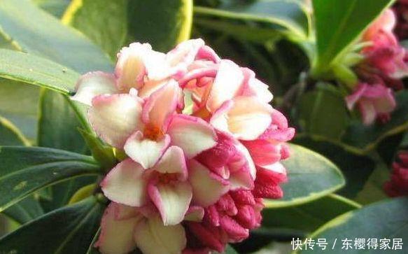 4种花不易生病好养护，家里养一盆，开花爆盆拦不住