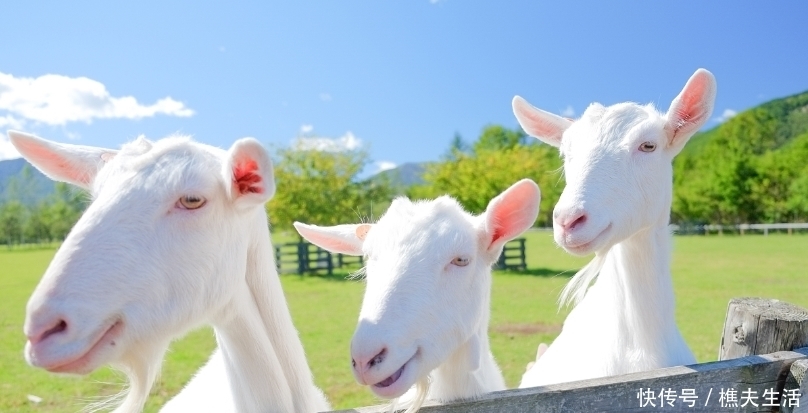 基因|中国文化中的“羊基因”:伏羲神农最早以羊为图腾