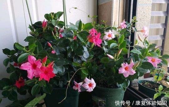 阳台上|一种小花太神奇,一对叶子6朵花,养一棵开一片,室内室外都能养!