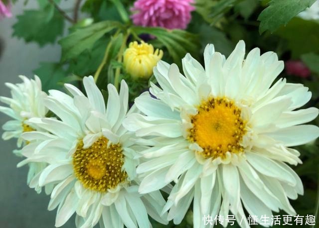 比月季还美的花,开花一大把,秋天正是欣赏季节!