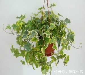 养花人都不喜欢的北阳台，夏天是块“宝”，养这些花草太好了