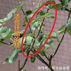 扦插月季不生根？用这捂一捂，过几天“冒白根”，变成月季大户