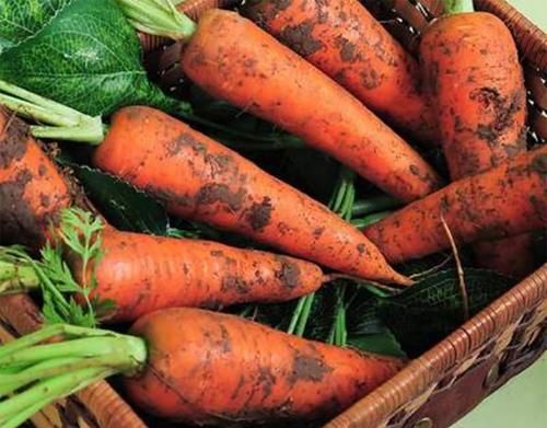 秋天|秋天买胡萝卜，选带泥的还是干净的？区别挺大，买错营养差不好吃