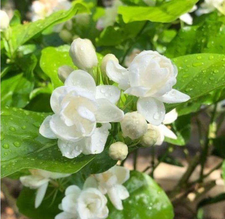  几款花卉，花大色艳胜玫瑰，开花勤还爱爆盆