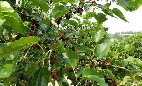 血管紧张素|白发无需染,农村常见的叶子洗头,不出半个月,黑发变回来