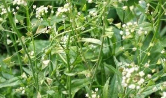 妇科疾病|?女性养生常吃几种野菜，调经补血，从此远离妇科疾病的困扰