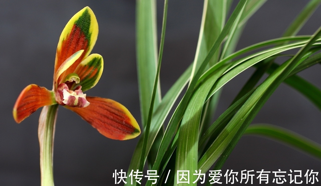 兰花凋谢后，早做3件事，新芽还比老苗多