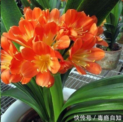 君子兰养了好几年,就是不开花,用了这个小技巧,一下开了几十朵!