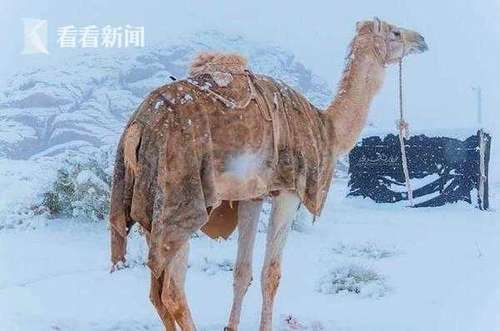 撒哈拉沙漠-3℃！罕见雪景宛如“霜糖”乐坏居民