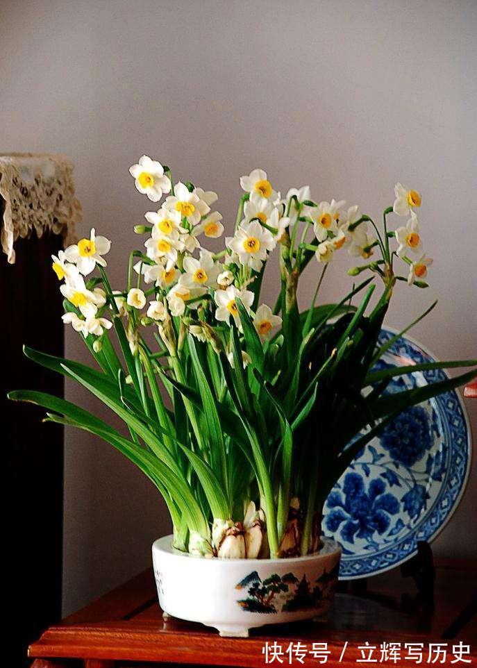 16种花被誉为冬日里的“开花机器”,喜欢就可以养起来,又美又香