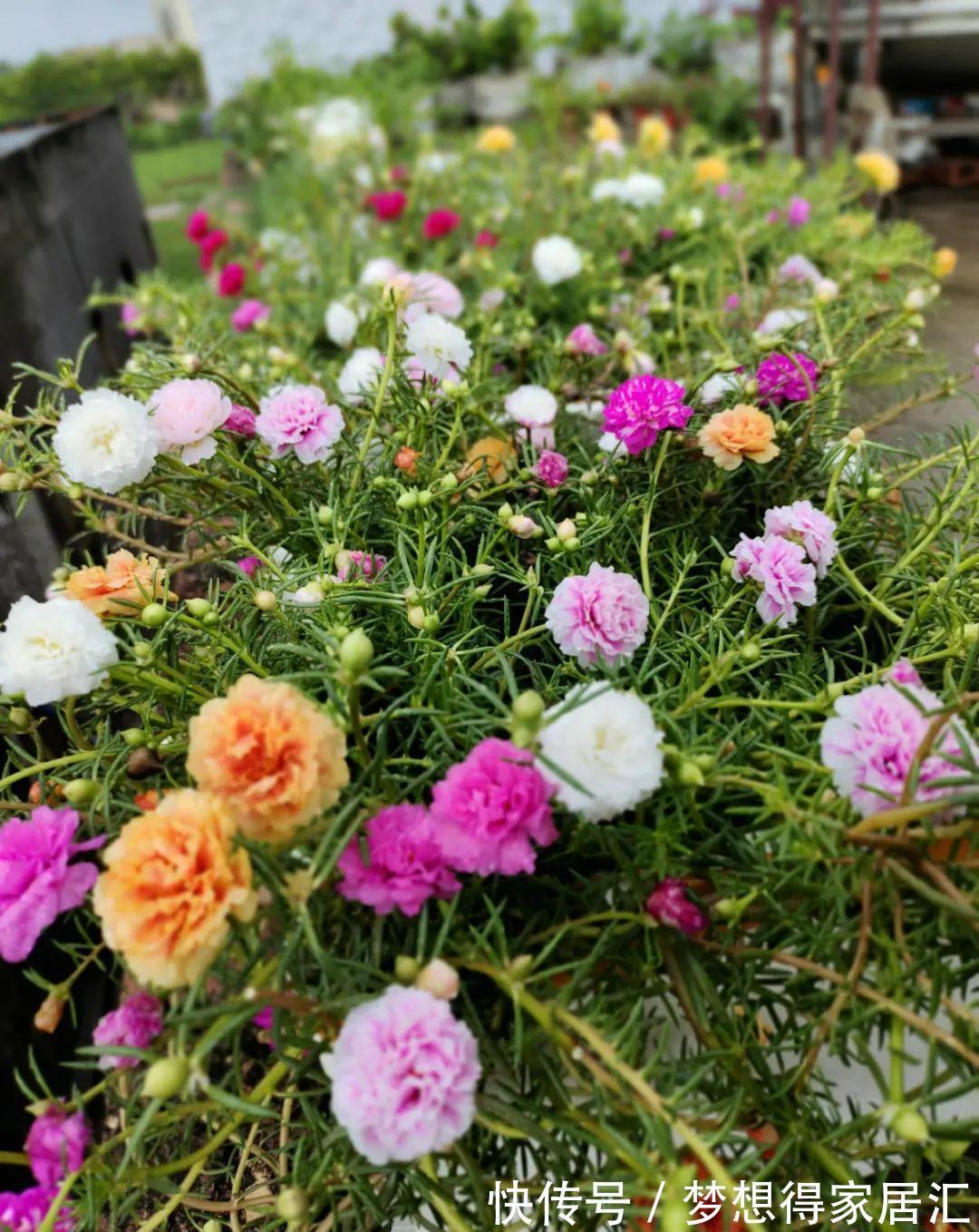 养到烦人的花，盆都不够用，扔掉还很心疼