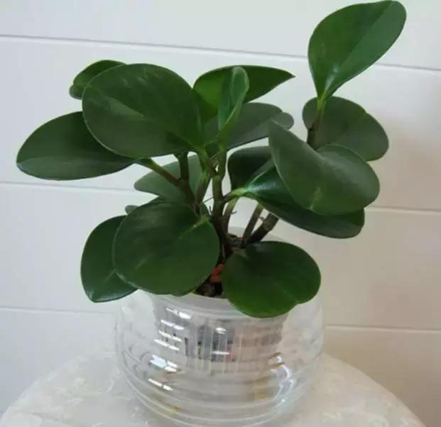 4种花别再种土里了，丢水里更好养，还更漂亮！