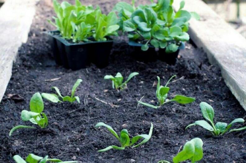 土壤|这些没人要的小东西，一遇上养花人，抢着带回家