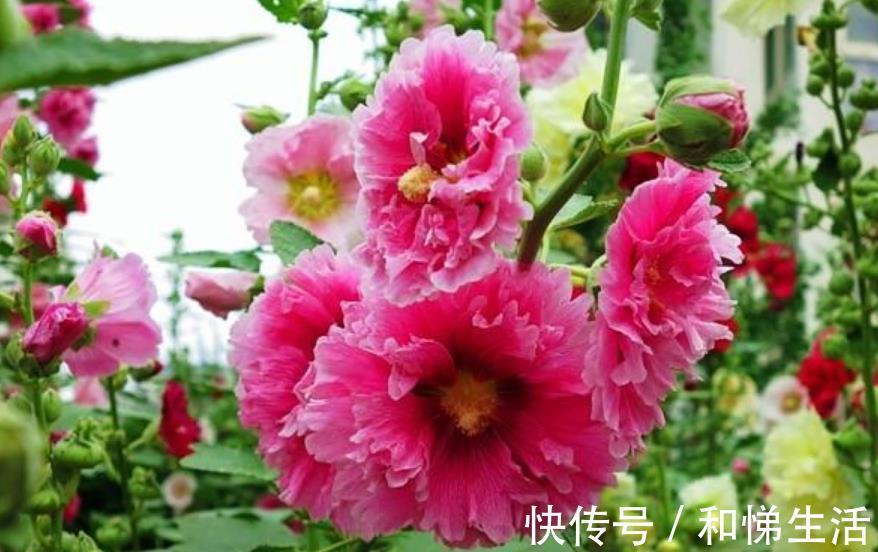 打理|4种花,容易打理易开花,“花香”飘满屋,花美心情好!