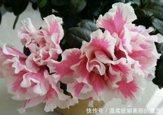 都说杜鹃花难养,4个养护妙招,不掉一片叶,花开满枝又旺盛