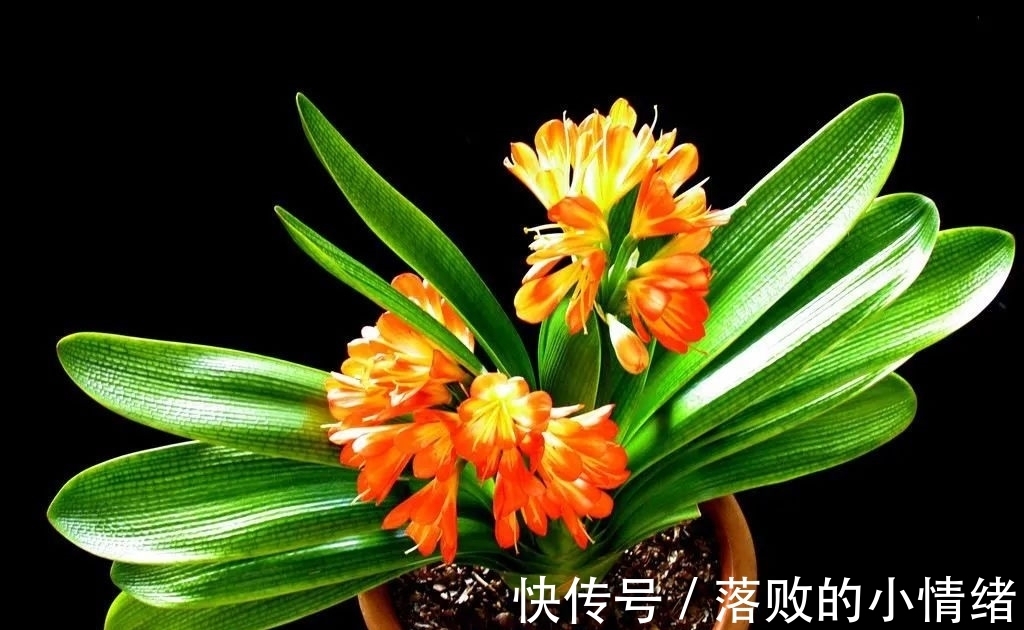 阳台上|“0至30度”的温度变化,会给君子兰带来不一样的生长体验!