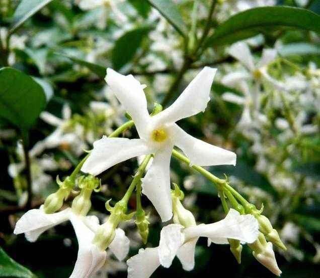 爬藤花卉|此花“天下第一香”，一年花开288天，比桂花香10倍，比绿萝好养