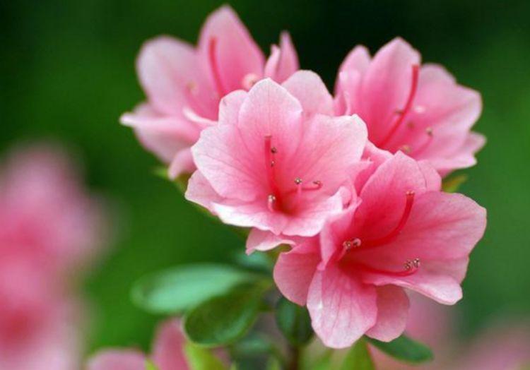 家里养此款花卉,开花特别漂亮,娇艳动人,花色繁多