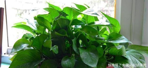 新叶|绿萝有个小开关，及时打开，新叶新芽一起长，30天准“爆盆”
