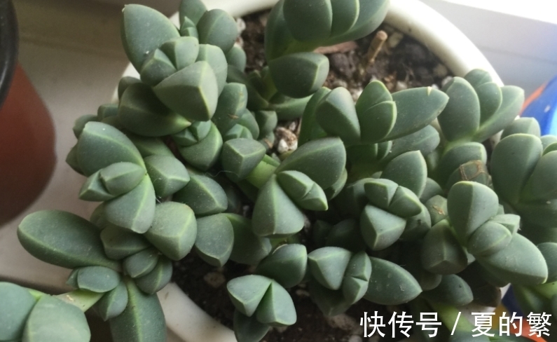 多肉植物鹿角海棠精神不佳,大概率是这4方面出问题了