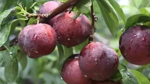 李子|美容养颜,清肝降压的李子,农民学会几点管理可高产丰收