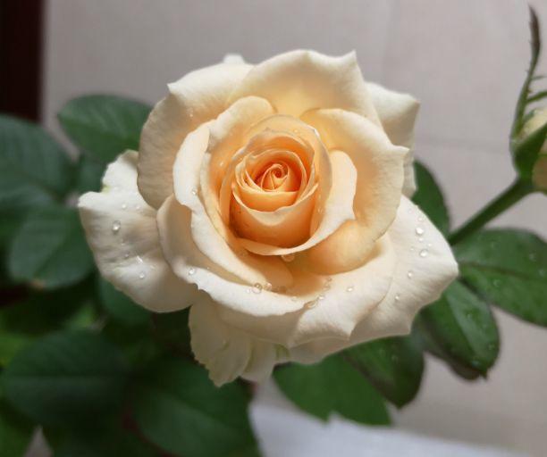 月季扦插总是黑杆教你一个新方法，40天就能养开花！