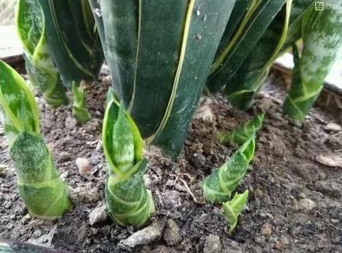 虎皮兰不冒芽?扒开土瞅一瞅,小芽一个个,长了一大盆