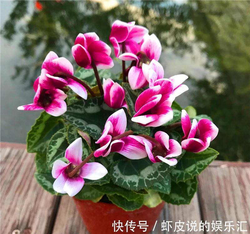 君子兰|冬天养花选这几种,寒冬腊月一直开,一开就是好几个月,值得拥有