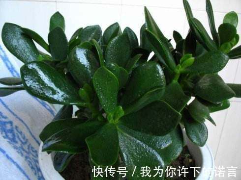 勤快的人，这5种花还是不要养了！它们只适合懒人养，一养就活！