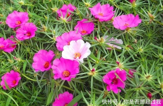 适合新手养的几种花,好活易爆盆,开花美长势旺