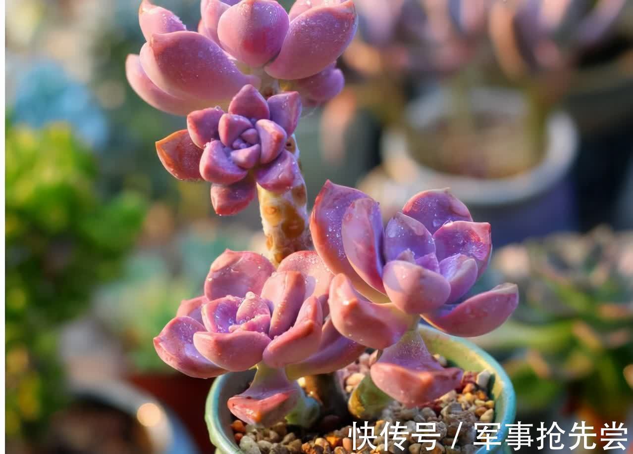 秋冬|他养多肉10多年,总结出9个易出“高价老桩”的品种,适合新手