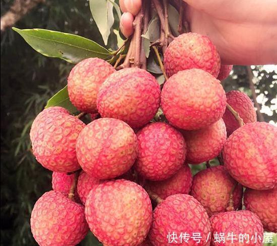 花盆|吃了荔枝核别扔,埋在花盆变盆栽,果子七八个,越热越长个