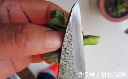 长寿花不好养,这样嫁接,以后不烂根,不黑腐,花开多爆盆