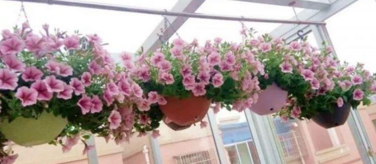 一树多色花,四季开不断,漂亮又好养,此款盆栽花卉,很值得栽培