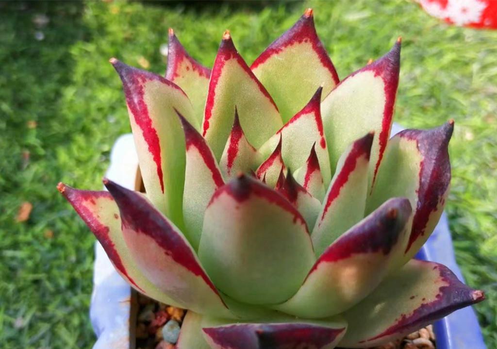 小美|买回家时还是小美肉,养不久就变成了小丑肉?从这些方面找找原因