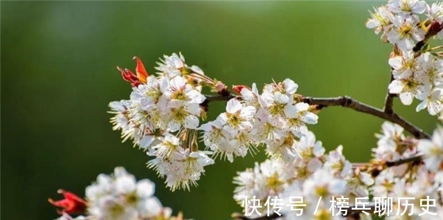 莺莺传|元稹樱桃花丽诗两首:樱桃花,一枝两枝千万朵,花砖曾立摘花人