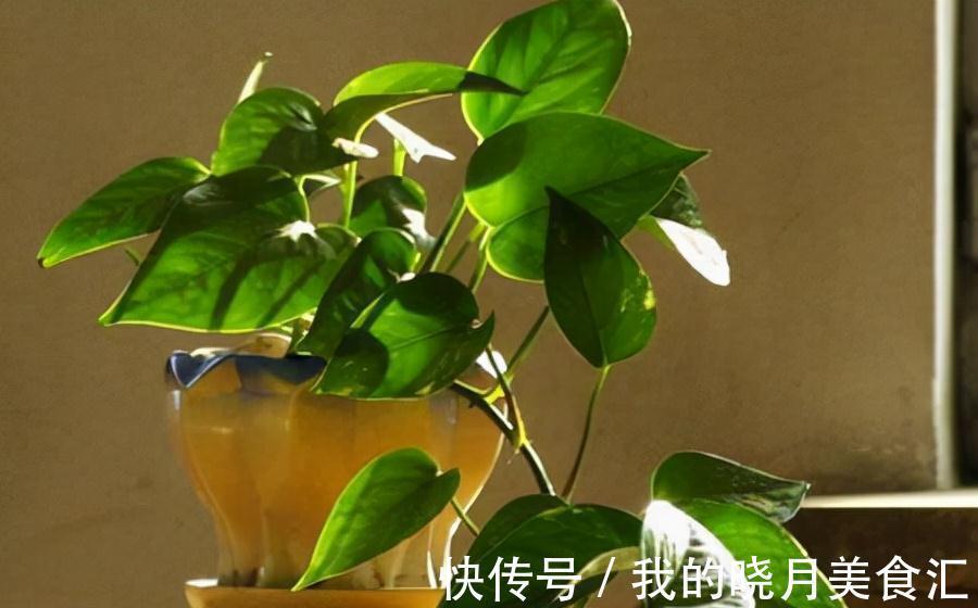 天冷后,需要“穷养”的六种花,水多易烂根,多晒爱生长