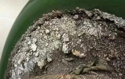 花卉|盆土表面出现“白色晶体”,赶紧换盆换土,不然花卉黄叶长不好