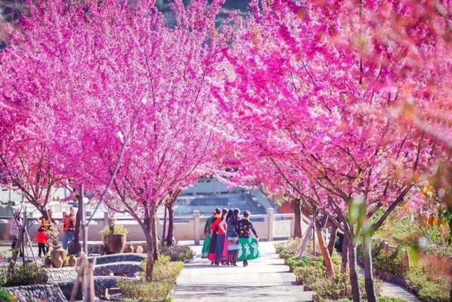 凤凰花|厉害了!攀枝花你竟然这么“美”