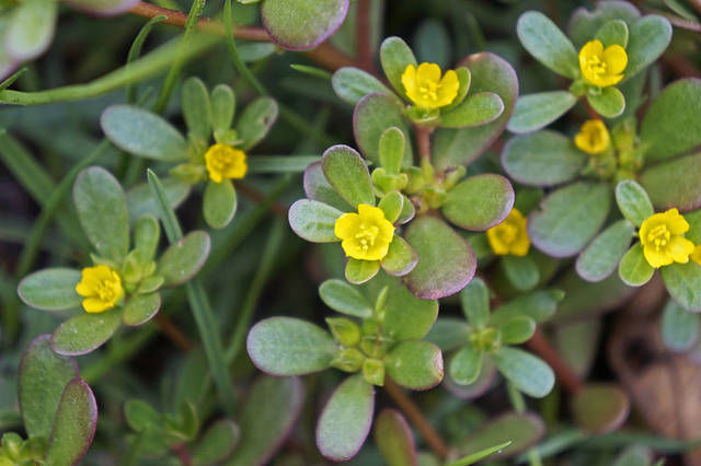 治疗|马齿苋是治疗湿疹的天然中药，医生：2种用法，帮你摆脱湿疹困扰
