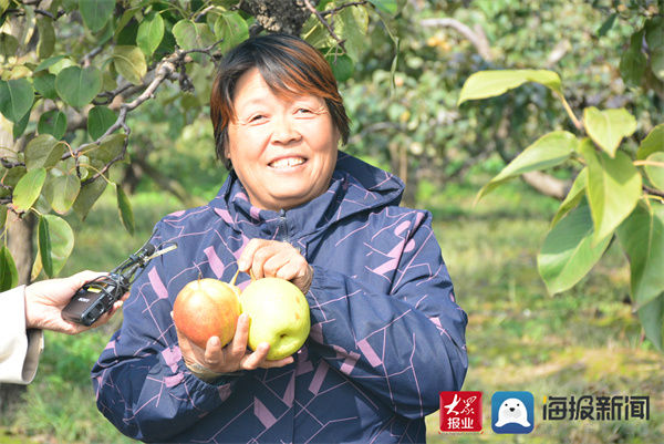 魏家湾|阳信县56个梨品种全部成熟入库 线上线下火热开卖！