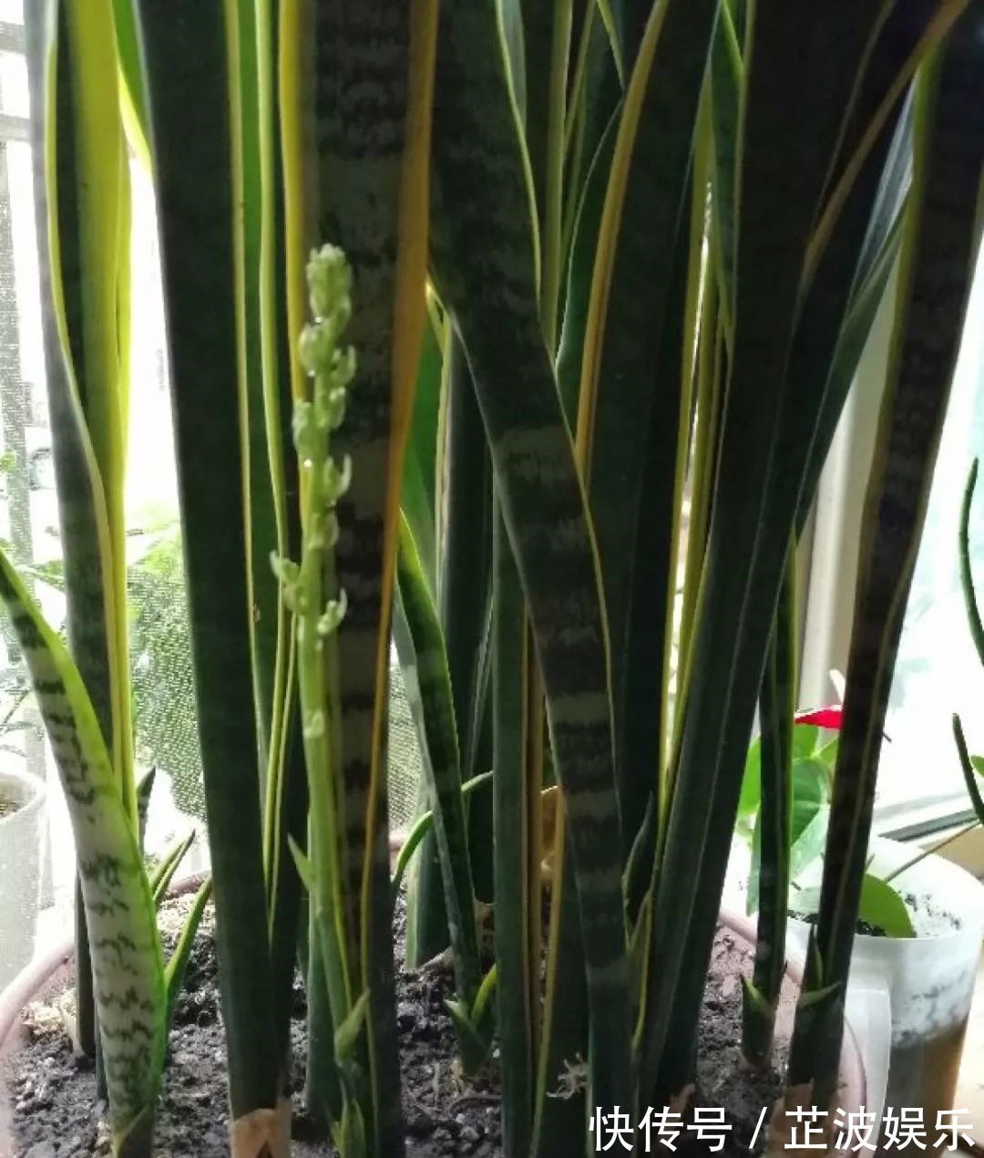 绿萝浇啤酒,文竹来勺糖,1个月嗖嗖长2米!