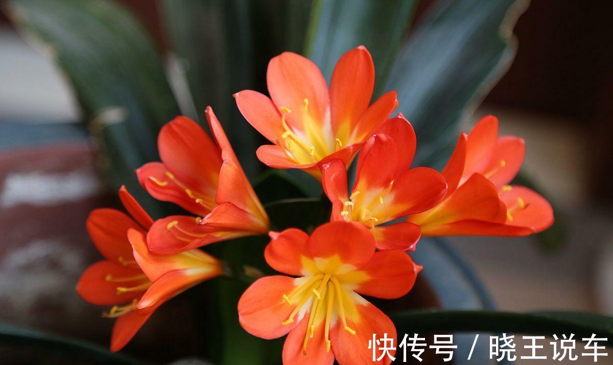 君子兰有点怪，爱吃三种肥，花朵艳丽又多姿，很漂亮