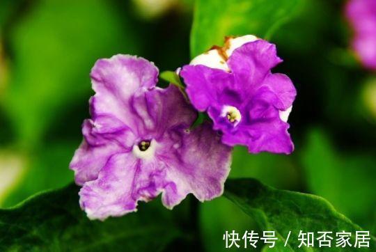 花友|农历7月5号起,最适合养这些花,花开香气扑鼻,庭院变花海