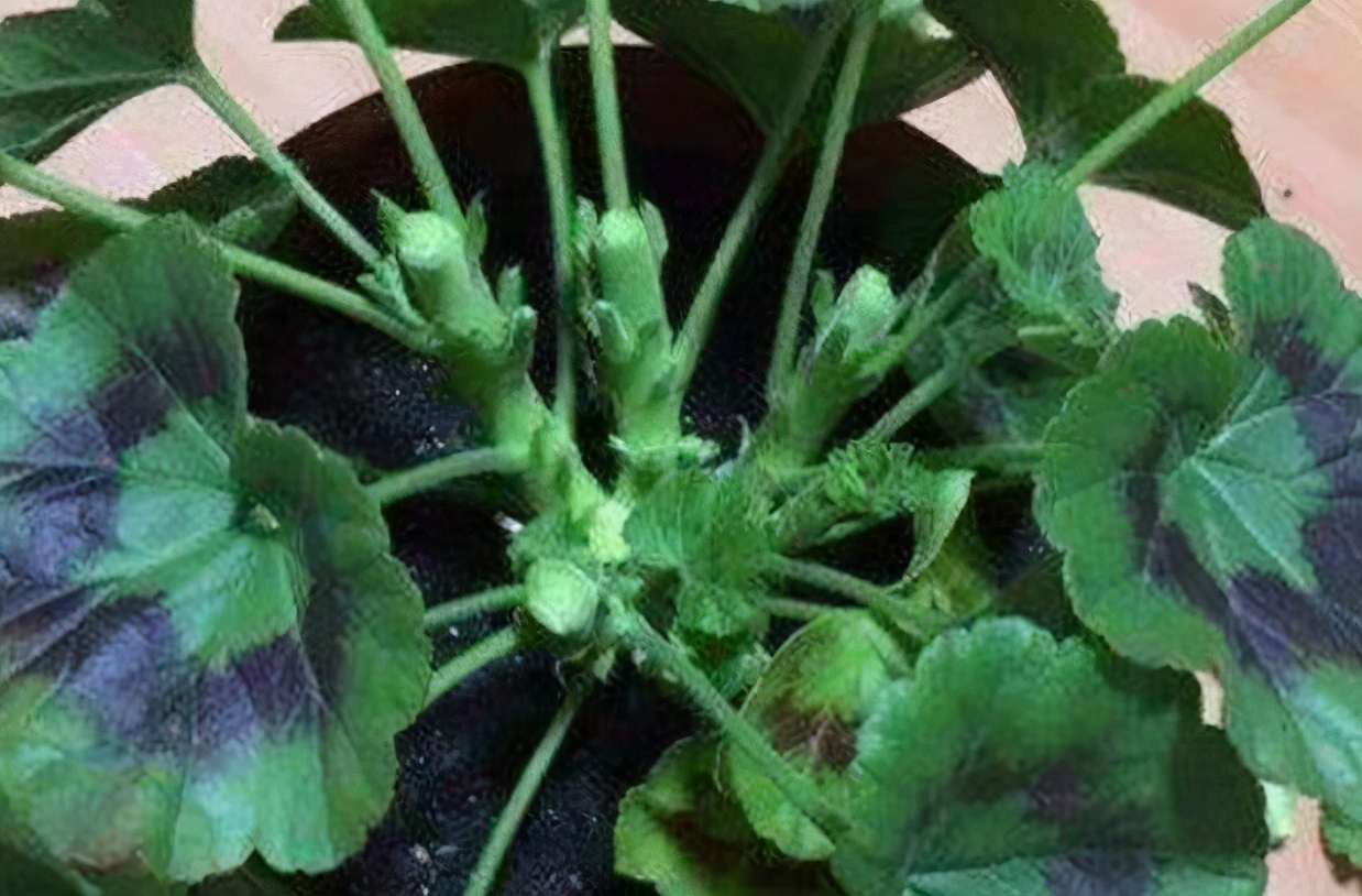 花草|花草为什么要“打顶”打顶有两个好处,掌握技巧才能爆盆